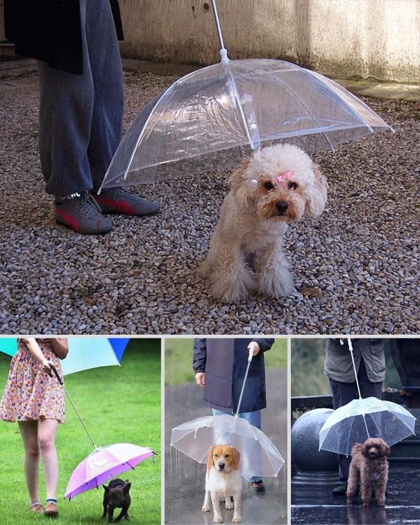paraplytillhund